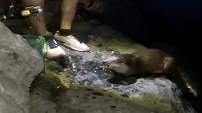 Balıkçının su samuru ile dostluğu kalpleri ısıttı