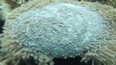 Dokununca taş kesilen canlı görenleri şaşırttı