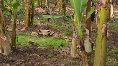 Hasadı başladı tarlada kilosu 32 TL