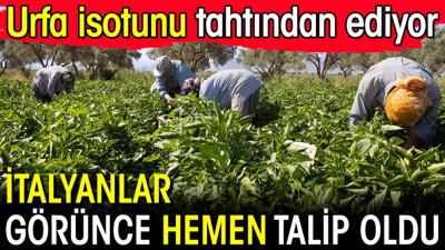İtalyanlar görünce hemen talip oldu! Urfa isotunu tahtından ediyor