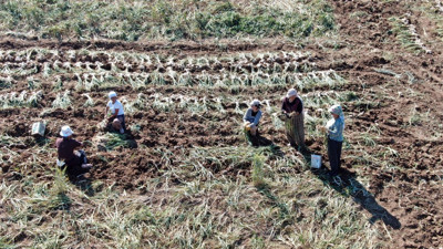 Ünü dünyaya ulaştı! 400 kilogram bekleniyor