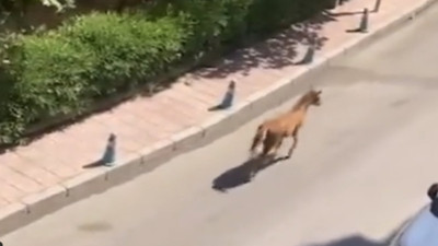 Sürüden ayrılınca annesini kaybetti sandı kavuşma anı duygulandırdı