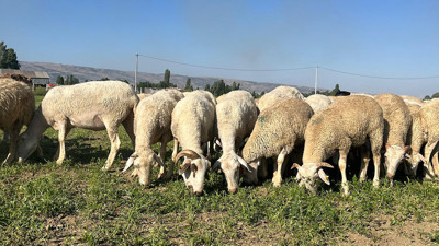 Para etmeyince hasat yapılamadı. 30 dönüm tarla koyunlara kaldı