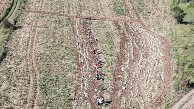 Dünyaca ünlü üründe hasat başladı. Rekolte üreticileri perişan etti