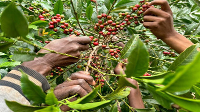 Olmaz denilmişti inadına yaptılar. İlk hasat yapılınca herkes ekmek istiyor