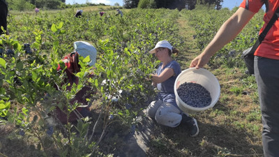 İnegöl'den 5 ülkeye yaban mersini ihracatı
