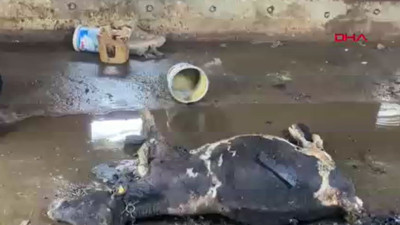 Düzce'de yanan ahırda 3 hayvan telef oldu