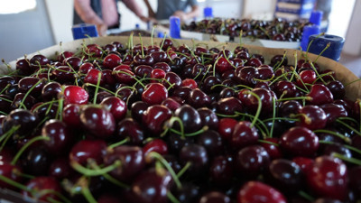 Kilosu 55-60 liradan gidiyor! Coğrafi işaretli meyvenin hasadı başladı