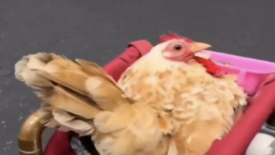 Boynu kırılarak felç kalan tavuk sevgi ve ilgi ile iyileşti