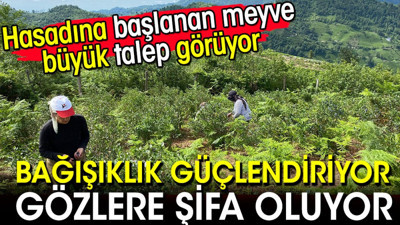 Bağışıklığı güçlendiriyor gözlere şifa oluyor! Hasadına başlanan meyve büyük talep görüyor