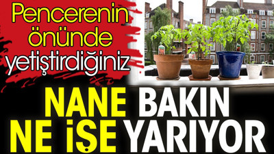 Pencerenin önünde yetiştirdiğiniz nane bakın ne işe yarıyor