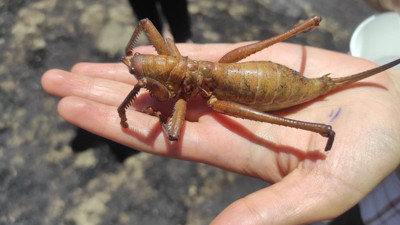 25 santimlik etçil çekirge hayrete düşürdü