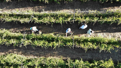 Kilosu 150 TL. Taleplere yetişemiyor