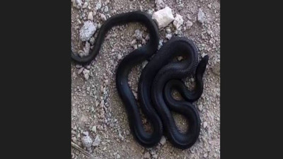 İnşaatta dev yılan paniği