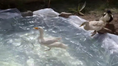 Ördeklerine özel havuz yaptı