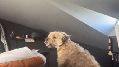 Sadece Antep şivesine tepki veren köpek güldürdü