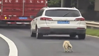 Kendisini terk eden sahibinin peşinden koştu