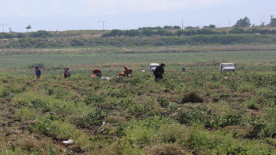 Çok sevilen sebzeyi bedava yaptı vatandaş çuval çuval aldı. Kahvaltıda bile yeniyor kilosu 15 TL