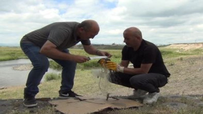 Kars'ta ağa takılan yavru karga kurtarıldı