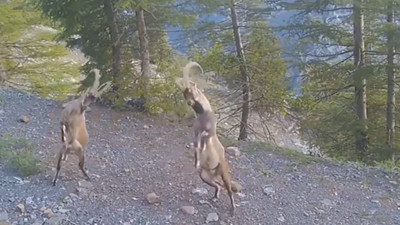 "Kavga bitmiştir ben geldim"