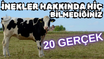 İnekler hakkında hiç bilmediğiniz 20 gerçek