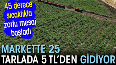 Markette 25 tarlada 5 TL'den gidiyor! 45 derece sıcaklıkta zorlu mesai başladı