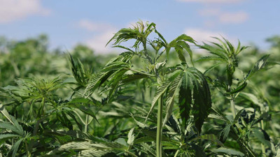 Konya'da 80 yıl sonra bir ilk. Hasat için gün sayıyor