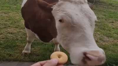En sevdiği kurabiyeyi gören ineğin sevinci