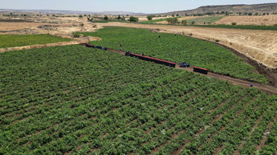 Hasadı başladı ama üretici kırgın. Tarlada kilosu 5 TL