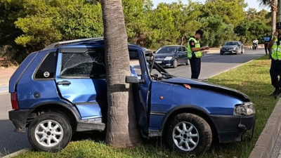 Palmiyeye ağacı can aldı