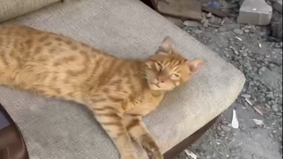 Sokak kedisi Portakal'ın kendisine bakan kişi görünce yaşadığı heyecan