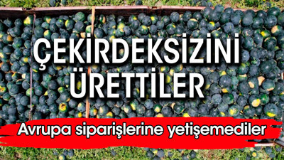 Çekirdeksizini ürettiler. Avrupa'da kapış kapış gidiyor