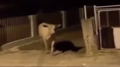Arkadaşına şaka yapmak istedi karşısına inek çıktı