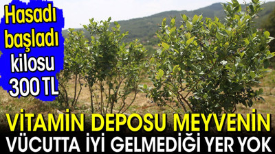 Vitamin deposu meyvenin iyi gelmediği yer yok! Kilosu 300 liradan satılıyor