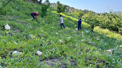 Tarladaki damak çatlatan lezzete çiftçiden şok eden önlem. Kilosu 10-15 TL