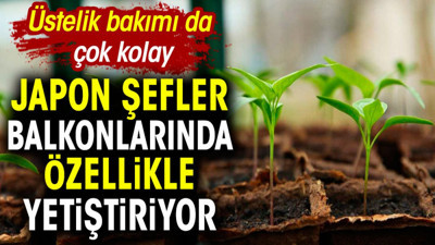 Japon şefler balkonunda özellikle yetiştiriyor. Üstelik bakımı da çok kolay