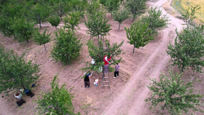 Ankara’nın coğrafi ürünü. Hasadı başladı