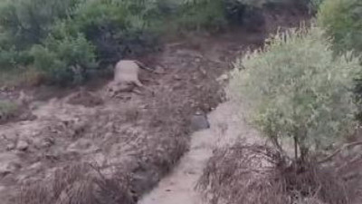 Çobanları yıldırım çarptı