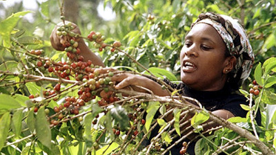 Kahve üreticilerinden hükümete övgü