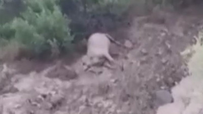 Fırtınada kaybolan inekler bulundu