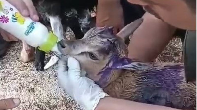 Köpekler dağ keçisine saldırdı