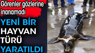 Yeni bir hayvan türü yaratıldı. Görenler gözlerine inanamadı