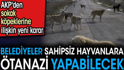 Belediyeler sahipsiz hayvanlara ötanazi yapabilecek. AKP'den sokak köpeklerine ilişkin yeni karar