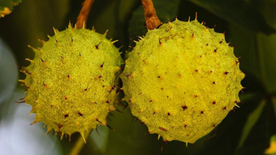 Bedava topluyorlar tanesini 15 TL'ye satıyorlar. Klima etkisi yapan meyve