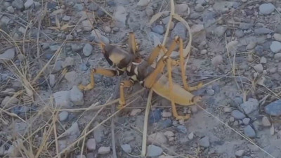 Dev etçil çekirge böyle görüntülendi