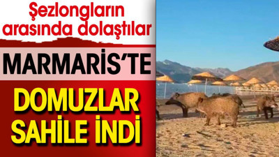 Marmaris'te domuzlar sahile indi