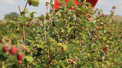 Olmaz denileni yaptı. Şimdi 6 dönümlük arazide üretim yapıyor