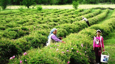 Hasat sona erdi. Türkiye’den almak için sıraya girdiler