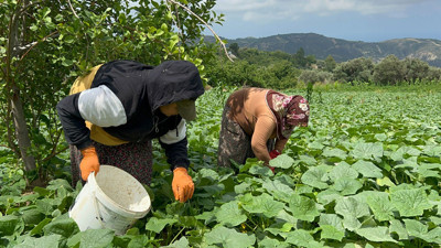 700 TL yevmiyeyle yapılıyor. Tarlada 5 TL'ye satılıyor...