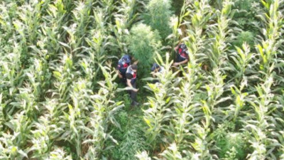 Tarlaya giren jandarma şok oldu